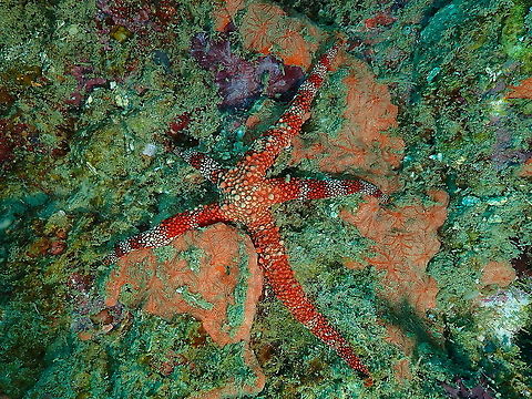 Friant's Sea Star - Nardoa frianti  Fall,Friant's Sea Star,Geotagged,Indonesia,Nardoa frianti