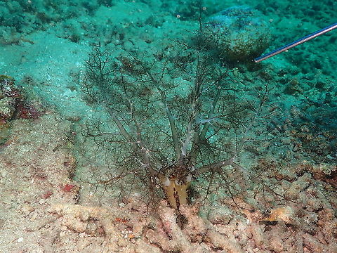 Burrowing Sea Cucumber - Massinium magnum  Burrowing Sea Cucumber,Fall,Geotagged,Indonesia,Massinium magnum