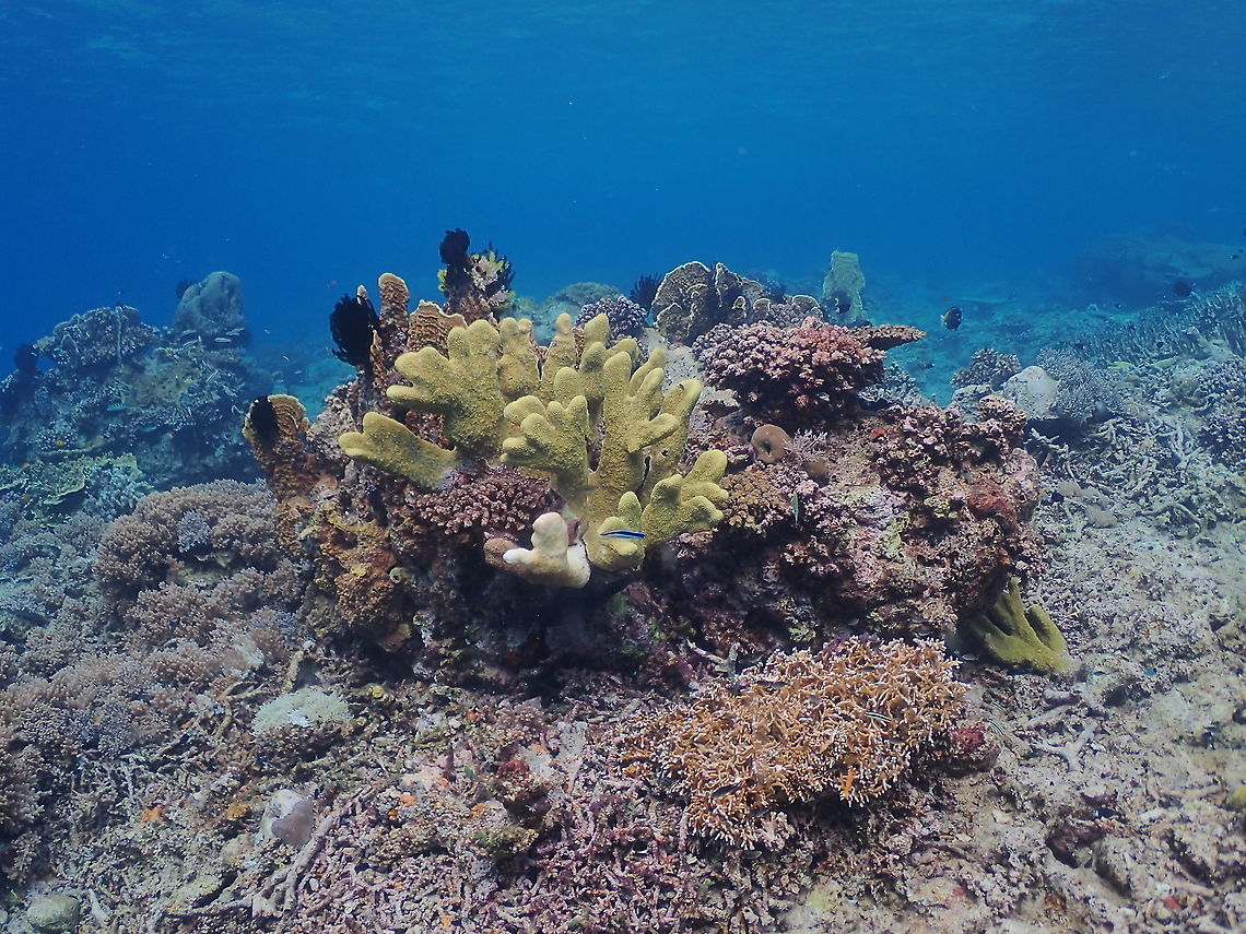 Isopora palifera Tentative ID. It is the yellow coral in the middle. Fall,Geotagged,Indonesia,Isopora palifera