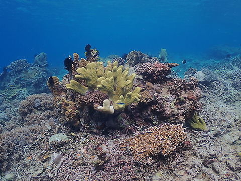 Isopora palifera Tentative ID. It is the yellow coral in the middle. Fall,Geotagged,Indonesia,Isopora palifera