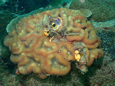 Largebrain Root Coral - Lobophyllia hemprichii  Fall,Geotagged,Indonesia,Largebrain Root Coral,Lobophyllia hemprichii