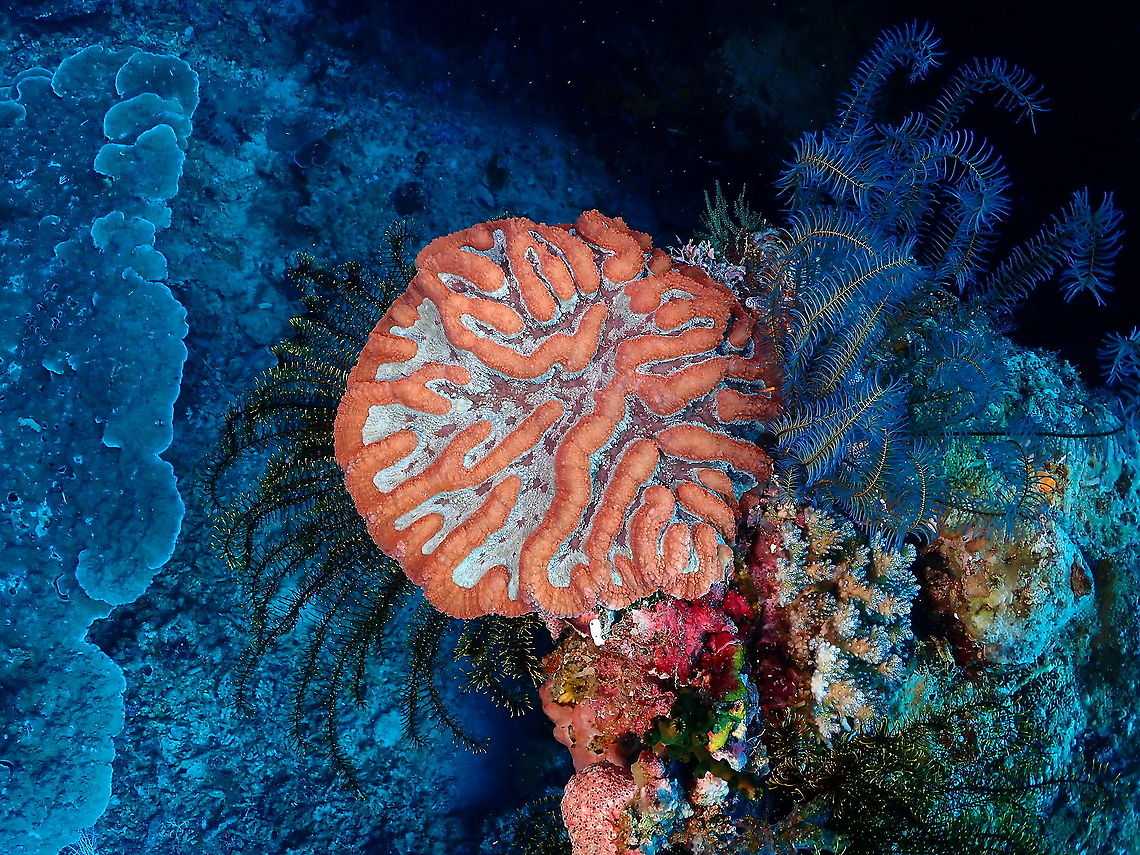 Greater brain coral - Lobophyllia radians  Fall,Geotagged,Greater brain coral,Indonesia,Lobophyllia radians