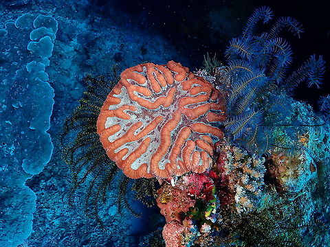 Greater brain coral - Lobophyllia radians  Fall,Geotagged,Greater brain coral,Indonesia,Lobophyllia radians
