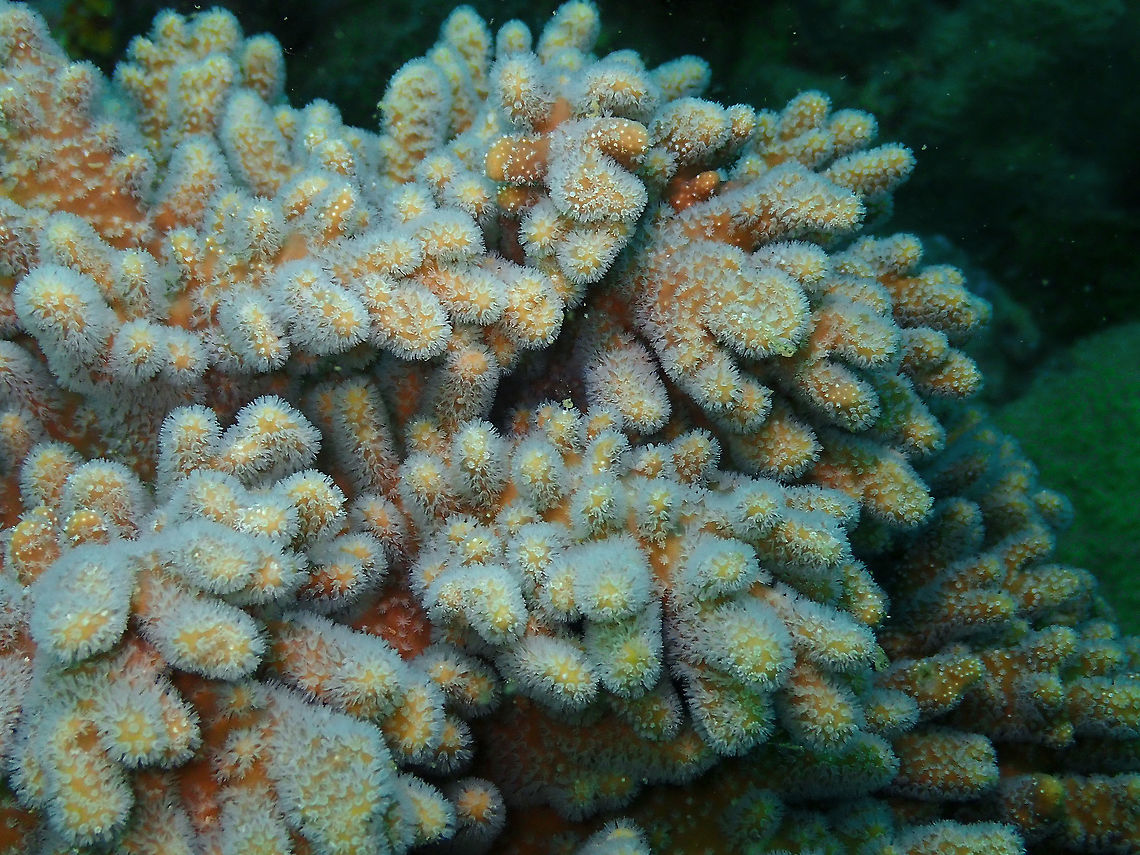 Compact Leather Coral - Lobophytum compactum  Compact Leather Coral,Fall,Geotagged,Indonesia,Lobophytum compactum