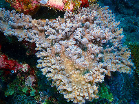 Compact Leather Coral - Lobophytum compactum  Compact Leather Coral,Fall,Geotagged,Indonesia,Lobophytum compactum