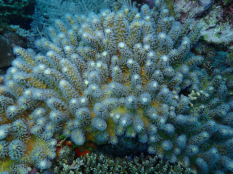 Compact Leather Coral - Lobophytum compactum  Compact Leather Coral,Fall,Geotagged,Indonesia,Lobophytum compactum