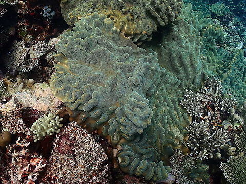Cabbage Leather Coral - Lobophytum crassum  Cabbage Leather Coral,Fall,Geotagged,Indonesia,Lobophytum crassum