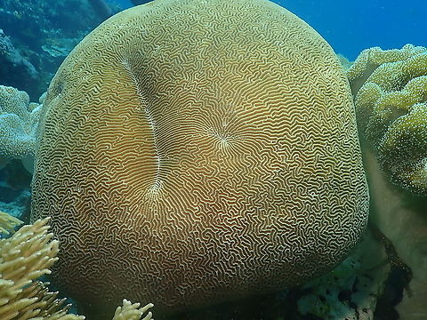 Brain Coral Platygyra sinensis  Brain Coral Platygyra sinensis,Fall,Geotagged,Indonesia,Platygyra sinensis