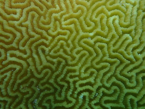 Brain Coral Platygyra sinensis  Brain Coral Platygyra sinensis,Fall,Geotagged,Indonesia,Platygyra sinensis