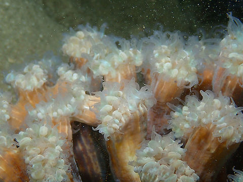 Branching Bubble Coral - Plerogyra simplex Night dive. Polyps with tentacles out. Branching Bubble Coral,Fall,Geotagged,Indonesia,Plerogyra simplex