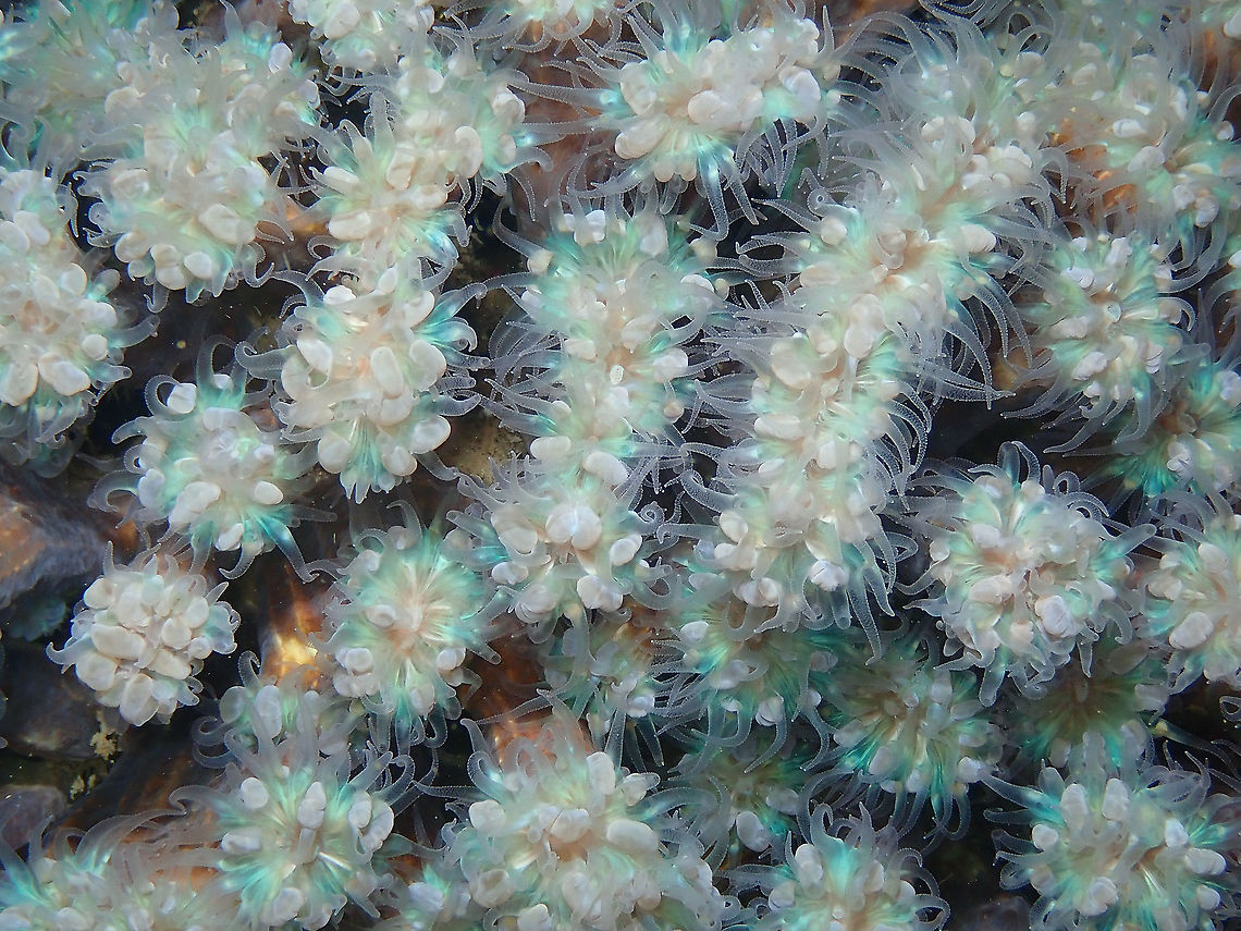 Branching Bubble Coral - Plerogyra simplex Night dive. Polyps with tentacles out. Branching Bubble Coral,Fall,Geotagged,Indonesia,Plerogyra simplex