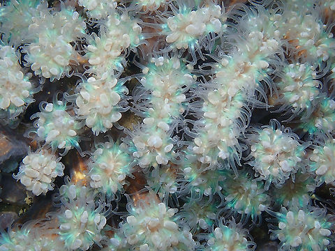 Branching Bubble Coral - Plerogyra simplex Night dive. Polyps with tentacles out. Branching Bubble Coral,Fall,Geotagged,Indonesia,Plerogyra simplex