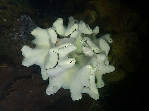 Fleshy soft coral - Sarcophyton trocheliophorum  Fall,Fleshy soft coral,Geotagged,Indonesia,Sarcophyton trocheliophorum