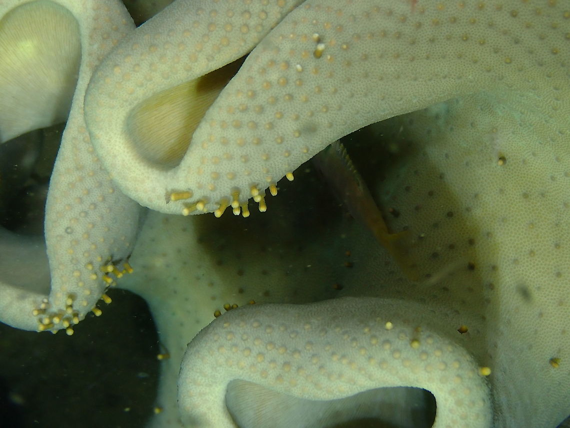 Fleshy soft coral - Sarcophyton trocheliophorum Close up showing some partially protracted polyps. Fall,Fleshy soft coral,Geotagged,Indonesia,Sarcophyton trocheliophorum