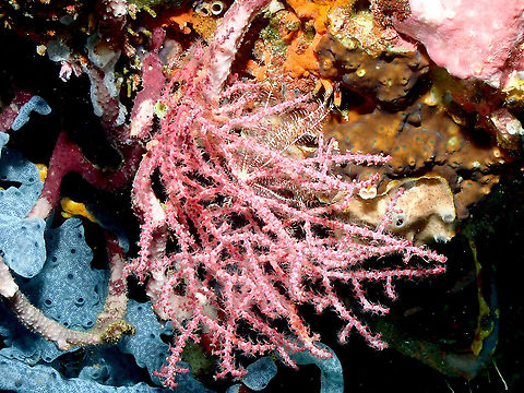 Gorgonian Sea Fan - Muricella plectana  Fall,Geotagged,Gorgonian Sea Fan,Indonesia,Muricella plectana