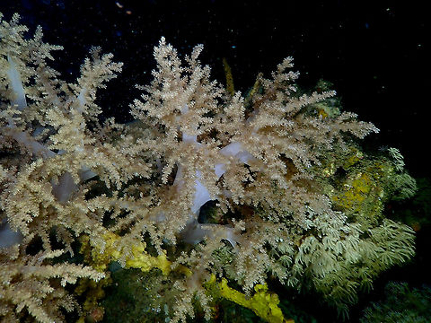 Broccoli coral - Litophyton arboreum  Broccoli coral,Fall,Geotagged,Indonesia,Litophyton arboreum