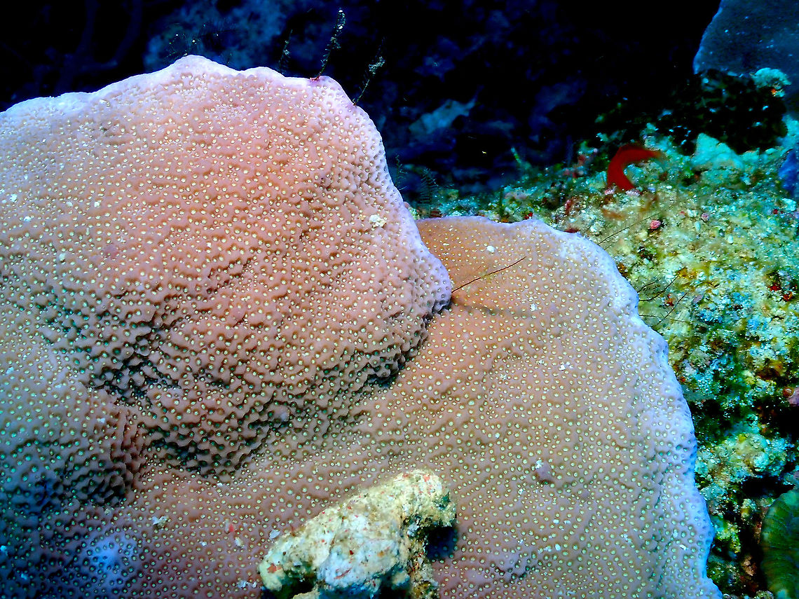 Boulder Coral Porites vaughani  Boulder Coral Porites vaughani,Fall,Geotagged,Indonesia,Porites vaughani