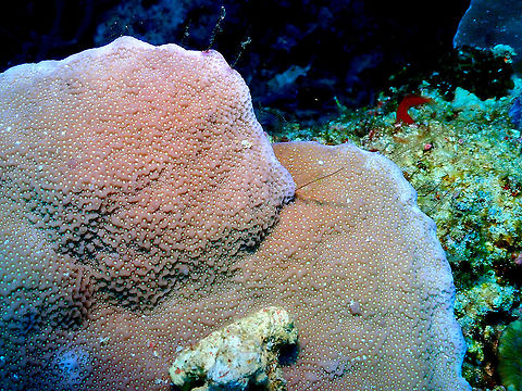 Boulder Coral Porites vaughani  Boulder Coral Porites vaughani,Fall,Geotagged,Indonesia,Porites vaughani