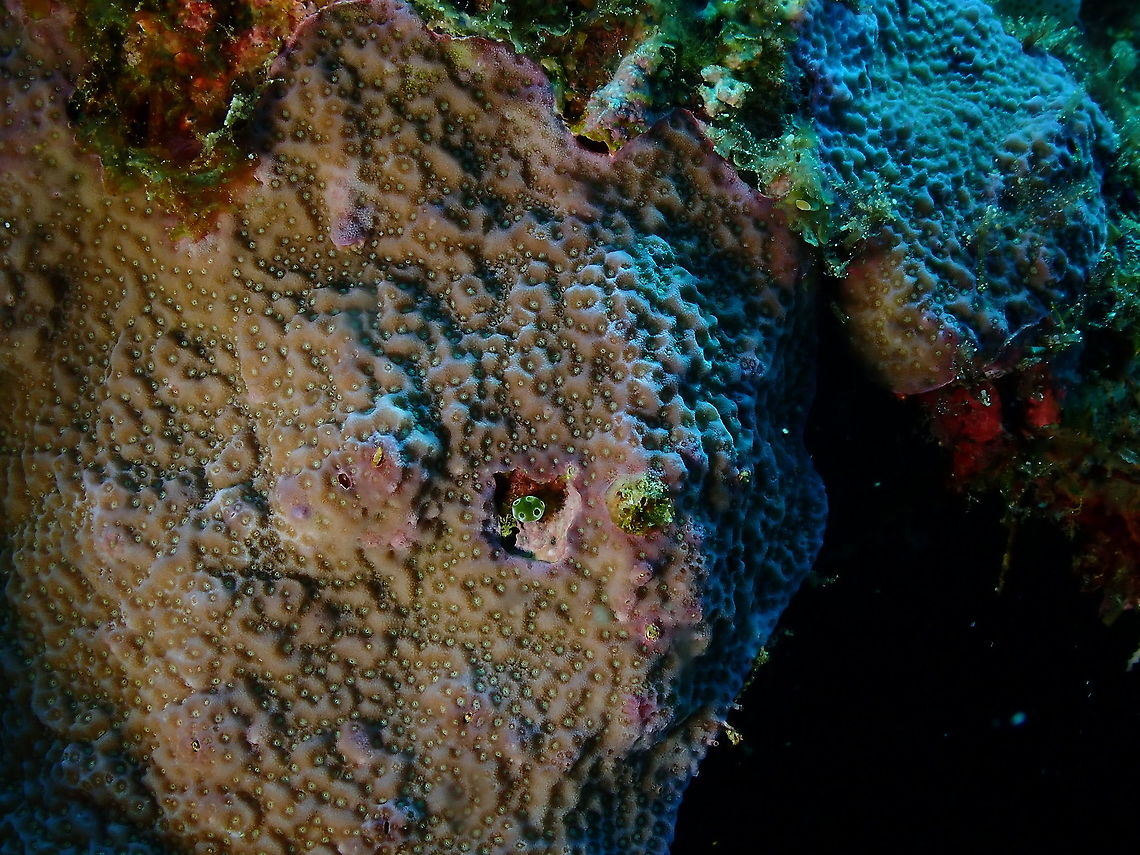 Boulder Coral Porites vaughani  Boulder Coral Porites vaughani,Fall,Geotagged,Indonesia,Porites vaughani