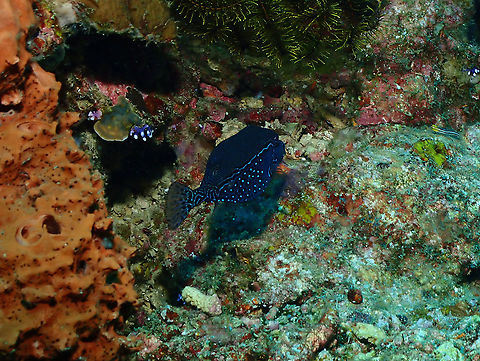 Reticulate boxfish - Ostracion solorensis  Fall,Geotagged,Indonesia,Ostracion solorensis,Reticulate boxfish