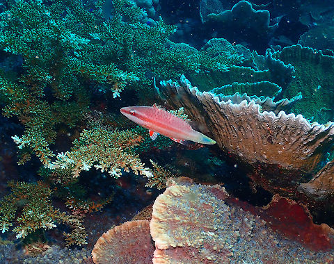 Oriental Maori Wrasse - Oxycheilinus orientalis  Fall,Geotagged,Indonesia,Oriental Maori Wrasse,Oxycheilinus orientalis