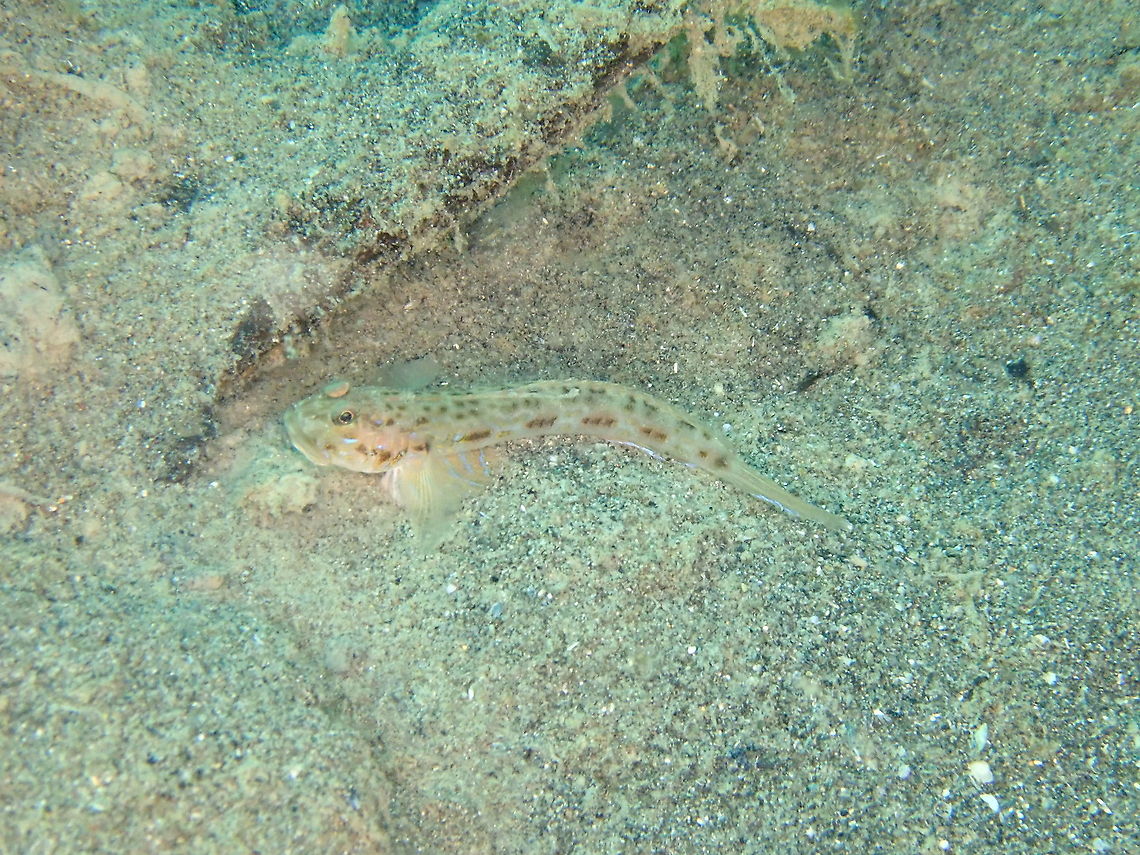 Threadfin mudgoby - Oxyurichthys notonema  Fall,Geotagged,Indonesia,Oxyurichthys notonema,Threadfin mudgoby