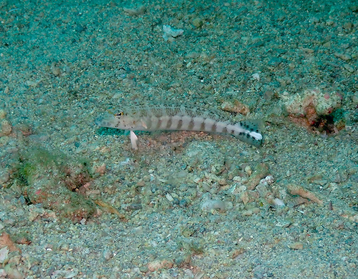 Sandperch Parapercis xanthozona  Fall,Geotagged,Indonesia,Parapercis xanthozona