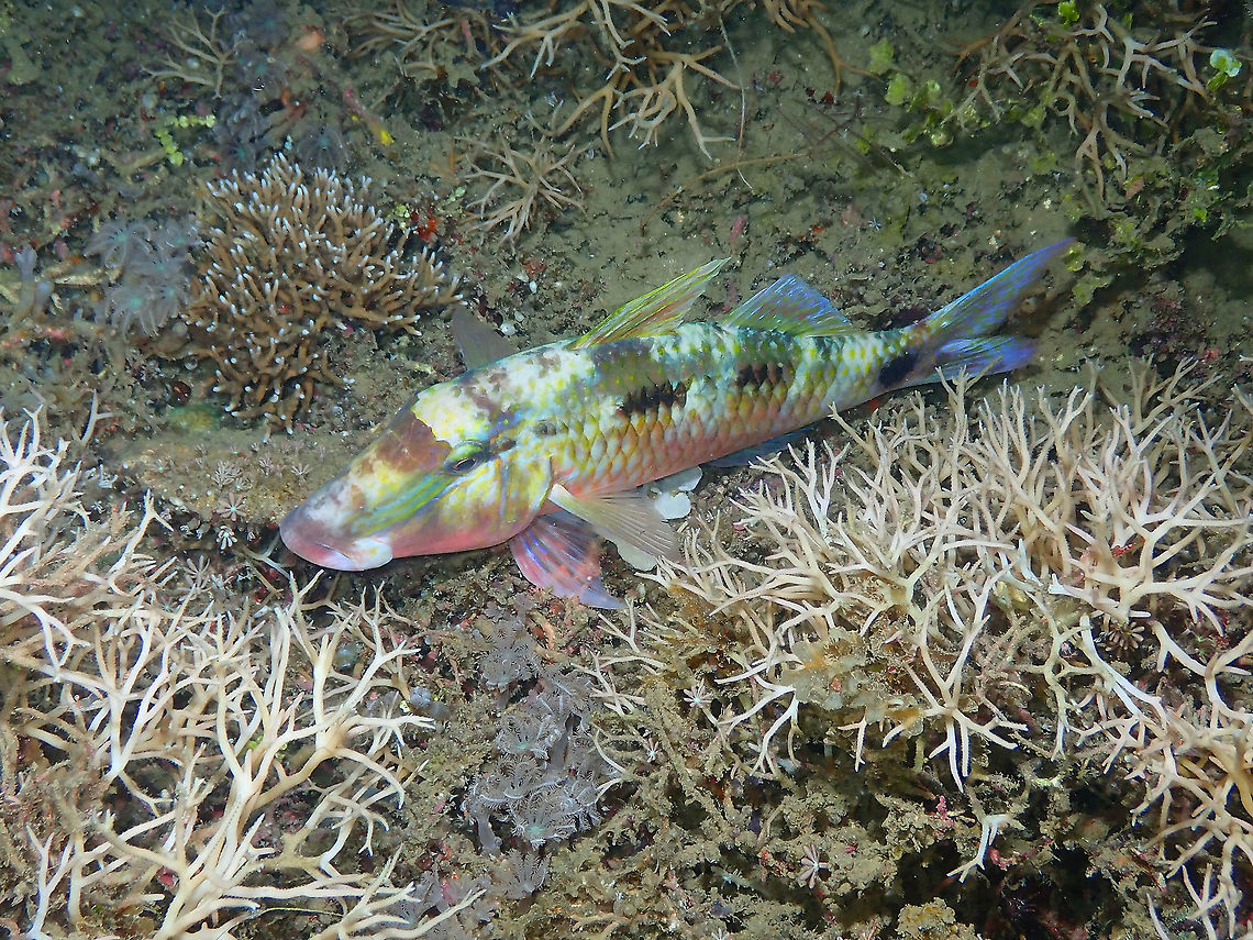 Manybar goatfish - Parupeneus multifasciatus Another one sleeping, with pyjamas (night colors) on. Fall,Geotagged,Indonesia,Manybar goatfish,Parupeneus multifasciatus