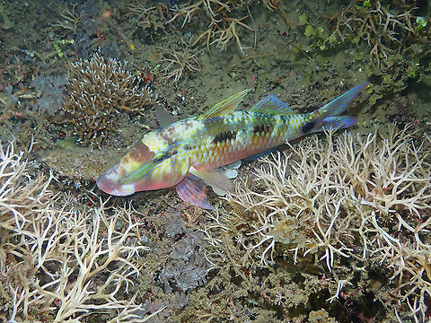 Manybar goatfish - Parupeneus multifasciatus Another one sleeping, with pyjamas (night colors) on. Fall,Geotagged,Indonesia,Manybar goatfish,Parupeneus multifasciatus