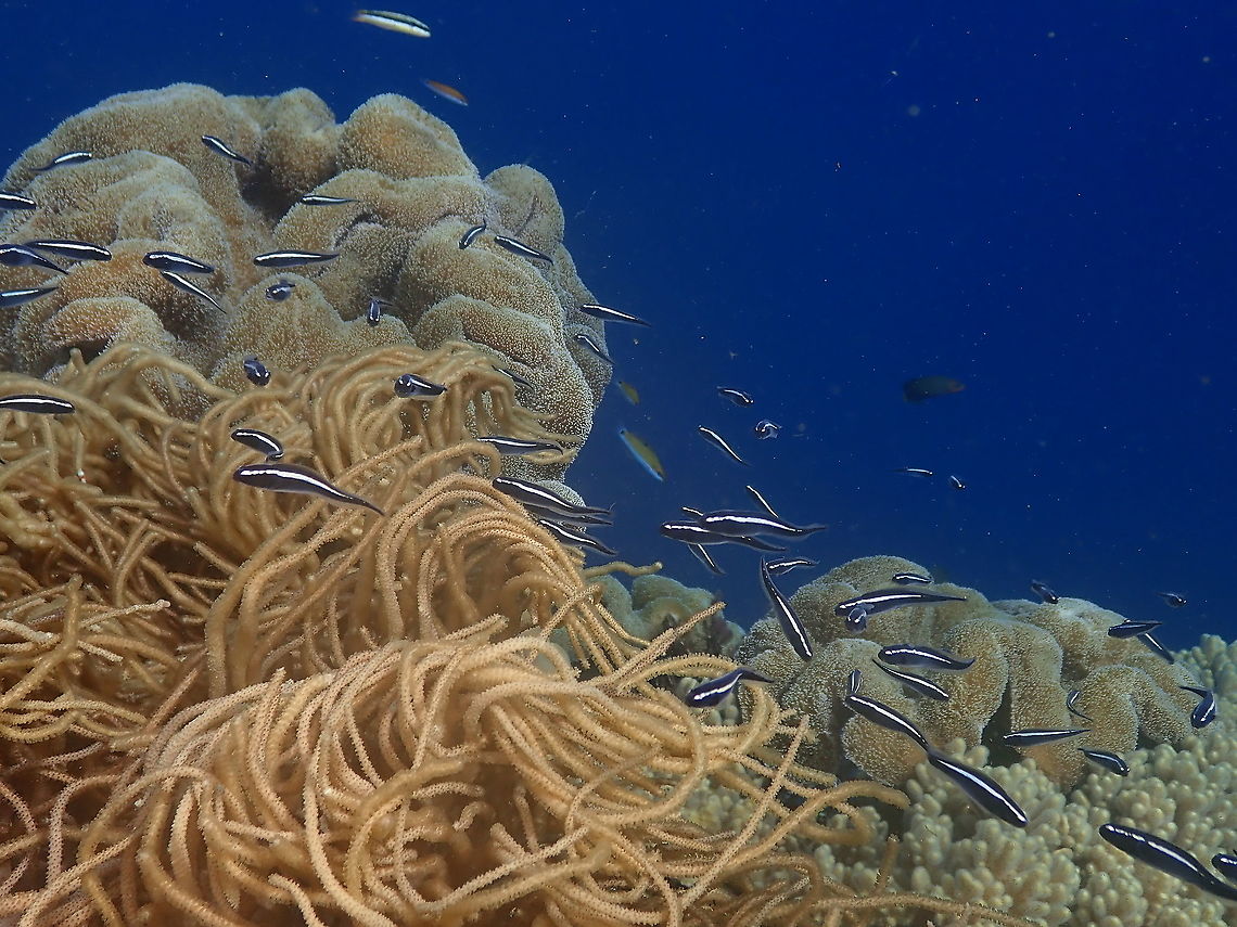 Convict Blenny, school of juveniles - Pholidichthys leucotaenia  Convict Blenny,Fall,Geotagged,Indonesia,Pholidichthys leucotaenia