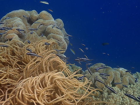 Convict Blenny, school of juveniles - Pholidichthys leucotaenia  Convict Blenny,Fall,Geotagged,Indonesia,Pholidichthys leucotaenia
