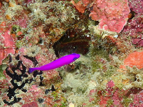 Purple Dottyback - Pictichromis porphyrea  Fall,Geotagged,Indonesia,Pictichromis porphyrea,Purple Dottyback