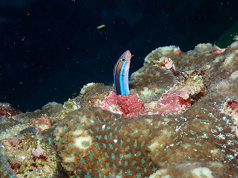 Bluestriped fangblenny - Plagiotremus rhinorhynchos They look at you from their holeas if they are mad and they are! the moment you go on your way they will come out and bite your butt, literally! Bluestriped fangblenny,Fall,Geotagged,Indonesia,Plagiotremus rhinorhynchos