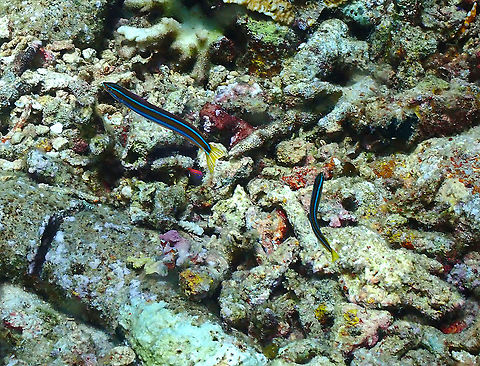 Bluestriped fangblenny - Plagiotremus rhinorhynchos They are actually quite pretty, even if a bit feisty! Bluestriped fangblenny,Fall,Geotagged,Indonesia,Plagiotremus rhinorhynchos