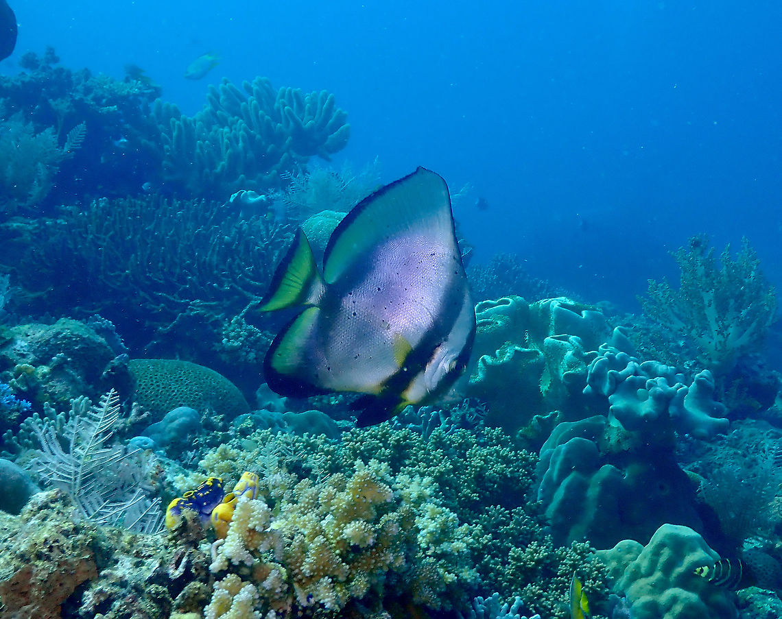 Orbicular Batfish - Platax orbicularis  Fall,Geotagged,Indonesia,Orbicular Batfish,Platax orbicularis