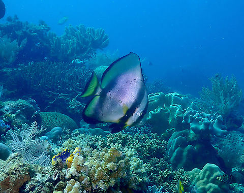 Orbicular Batfish - Platax orbicularis  Fall,Geotagged,Indonesia,Orbicular Batfish,Platax orbicularis