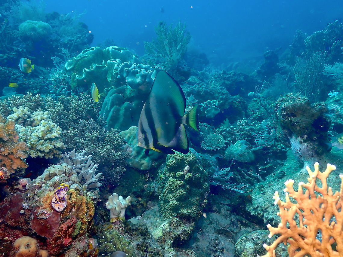 Orbicular Batfish - Platax orbicularis  Fall,Geotagged,Indonesia,Orbicular Batfish,Platax orbicularis