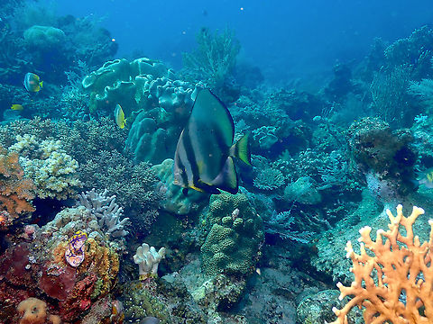 Orbicular Batfish - Platax orbicularis  Fall,Geotagged,Indonesia,Orbicular Batfish,Platax orbicularis