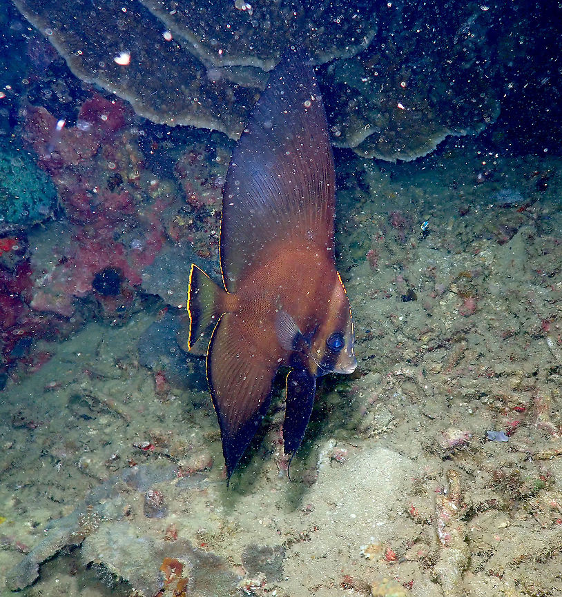 Pinnate batfish - Platax pinnatus (juvenile)  Fall,Geotagged,Indonesia,Pinnate batfish,Platax pinnatus
