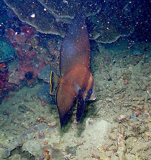 Pinnate batfish - Platax pinnatus (juvenile)  Fall,Geotagged,Indonesia,Pinnate batfish,Platax pinnatus