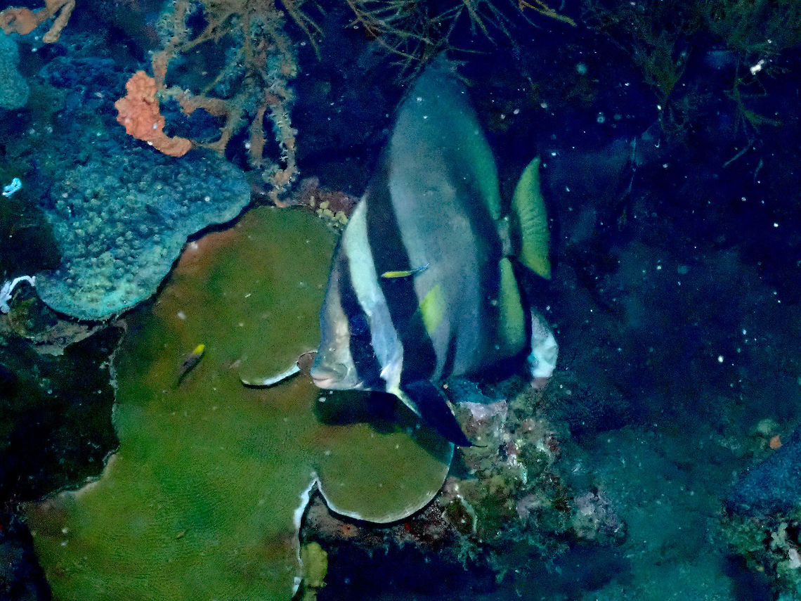 Pinnate batfish - Platax pinnatus (adult)  Fall,Geotagged,Indonesia,Pinnate batfish,Platax pinnatus