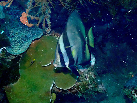 Pinnate batfish - Platax pinnatus (adult)  Fall,Geotagged,Indonesia,Pinnate batfish,Platax pinnatus