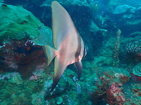 Teira batfish - Platax teira (juvenile)  Fall,Geotagged,Indonesia,Platax teira,Teira batfish