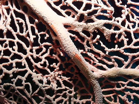 Michel's ghost goby - Pleurosicya micheli  Fall,Geotagged,Indonesia,Michel's ghost goby,Pleurosicya micheli