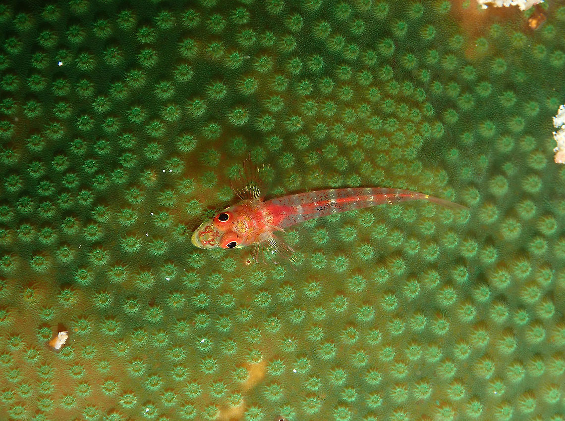 Ucla xenogrammus  Fall,Geotagged,Indonesia,Largemouth triplefin,Ucla xenogrammus