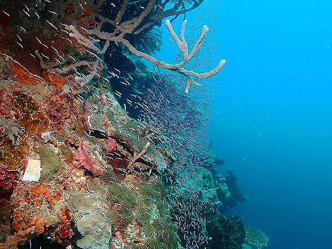 Striped eel catfish - Plotosus lineatus (juveniles)  Fall,Geotagged,Indonesia,Plotosus lineatus,Striped eel catfish