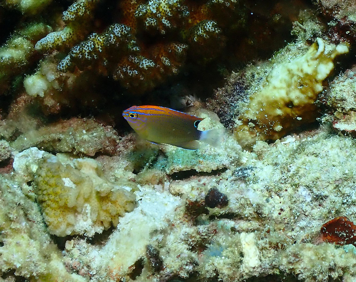 Speckled damsel - Pomacentrus bankanensis  Fall,Geotagged,Indonesia,Pomacentrus bankanensis,Speckled damsel