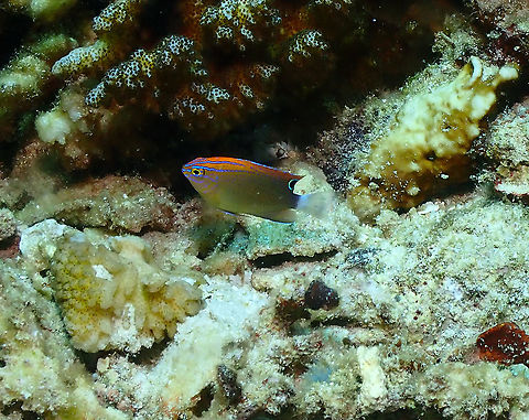Speckled damsel - Pomacentrus bankanensis  Fall,Geotagged,Indonesia,Pomacentrus bankanensis,Speckled damsel