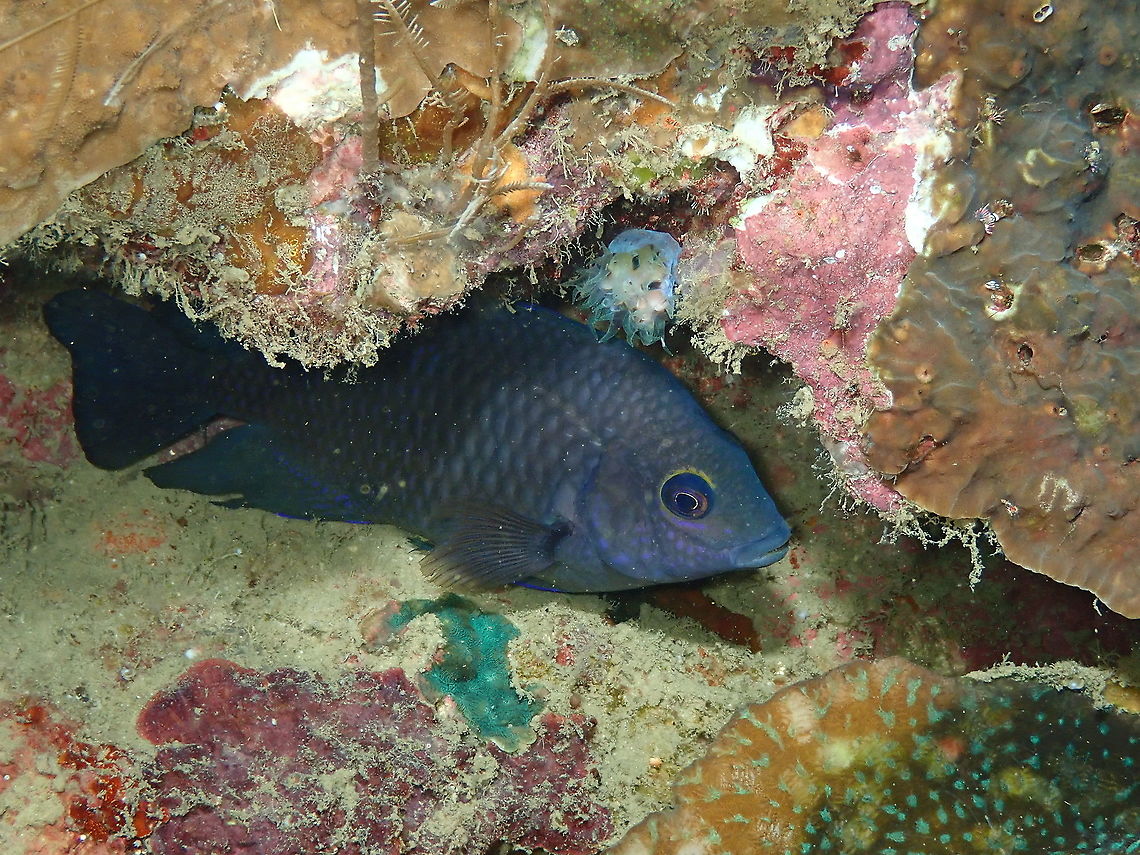 Ocellate damselfish - Pomacentrus vaiuli (Adult)  Fall,Geotagged,Indonesia,Pomacentrus vaiuli