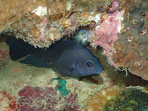 Ocellate damselfish - Pomacentrus vaiuli (Adult)  Fall,Geotagged,Indonesia,Pomacentrus vaiuli